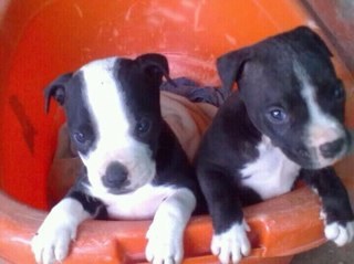 ramelunge's profile picture. 