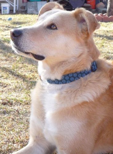 Stylish handmade dog collars and leashes, as well as hand knit apparel for dog owners! Member of @theartisangroup http://t.co/PBqVHup24K