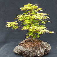 Joe Bonsai (@joebonsai) 's Twitter Profile