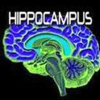 HIPPOCAMPUS (@hippocampusband) 's Twitter Profile