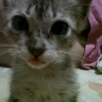 Schnitzel (@schnitzel6) 's Twitter Profile