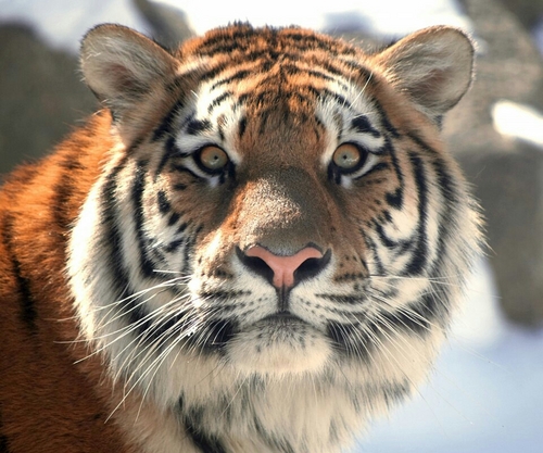 adhir_saiyadh's profile picture. VU2MAU