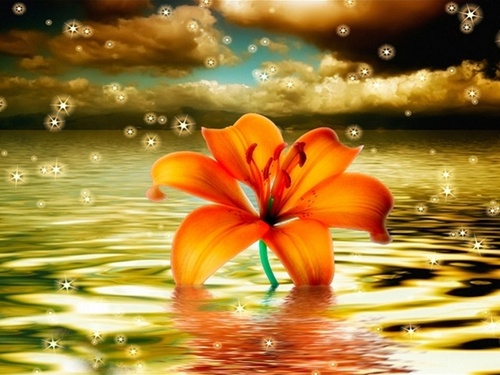 amandaCnewland's profile picture. 