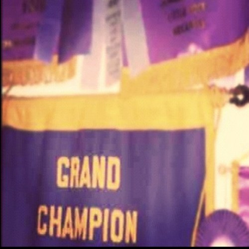 bannerchasing's profile picture. We show livestock and we show to win. Show updates, sale news, and tweets for only the livestock world to understand. #bannerchasing bannerchasing101@gmail.com