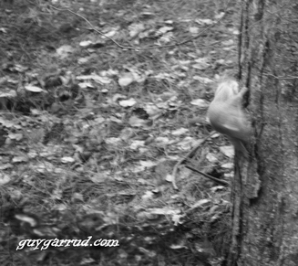 BlurrySquirrel's profile picture. Leftist blogger and political philosopher... also bakes.