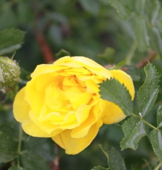 RendellHourigan's profile picture. 