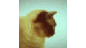 BleedBnG's profile image