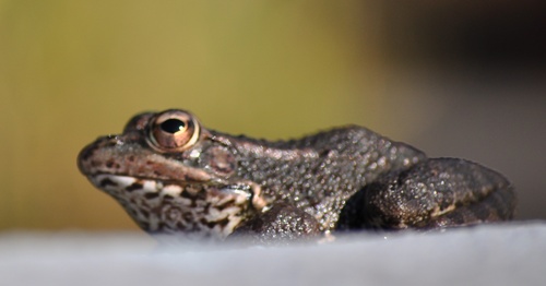 sacapi36's profile picture. 