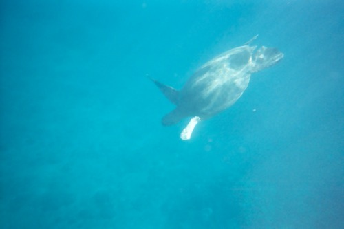 AlohaSparty09's profile picture. Michigan State Spartan, Ecologist, Photographer,  Wanderlust, Oceanic Environmental Activist and a little luck.