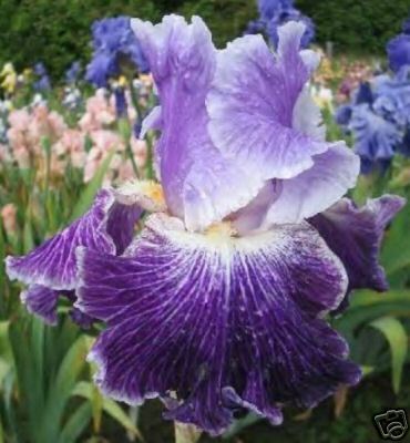 cockerluver's profile picture. 