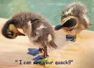 i follow back