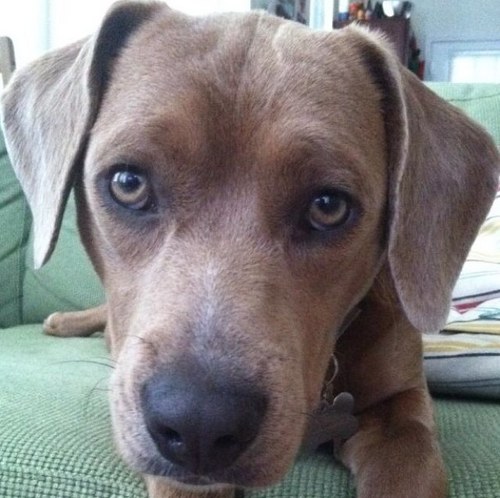 pansloth's profile picture. 