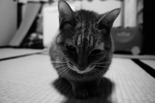 くらこ(gatti di K)さんのプロフィール画像