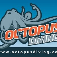 Octopus Diving (@octopusdiving) 's Twitter Profile