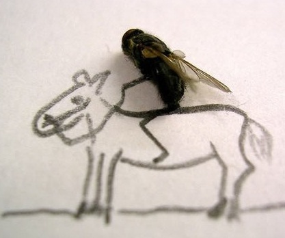 quixotedlamosca's profile picture. A liberdade, Sancho, não é um pedaço de pão.