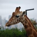 Helen Rex - @HelsRex - Twitter