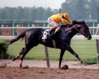 swale8's profile picture. Horseracing and Hockey is my passion