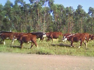 PortaldelaCarne's profile picture. Noticias de la cadena cárnica. Producción, alimentación, industria, política, negocios, análisis, etc.
Canal 5 Noticias.
Periodista Isabelino González Camejo