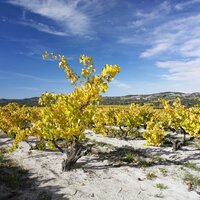 Yangarra Estate Vineyard (@yangarra) 's Twitter Profile