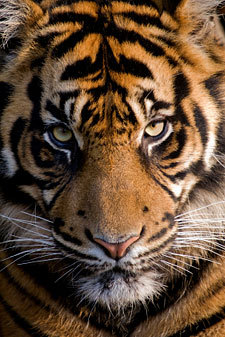 KeshiaNekomata's profile picture. 