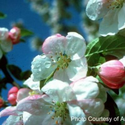 Appleblossomfestival Avabf Twitter