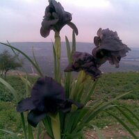 مامون (@aqaba_port) 's Twitter Profile