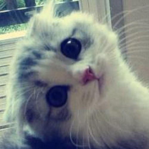 aaaaaaaanzu's profile picture. 事務職