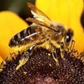 bee_tweets__'s profile picture. I ENJOY FLOWER BZZ