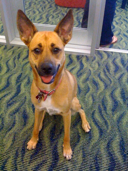 BoyerGroup's profile picture. Certified life and health coach; compelled to learn; dog-, cat-, animal-lover; a little too soft-hearted.