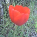 Peg Harvey - @pharveycedarock - Twitter