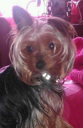 THEFERRYGIRL's profile picture. 