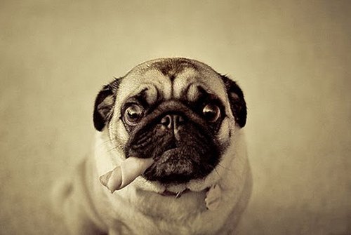 Wassup lil hata's my name J in the Bay I'm a lil pug or some shit. Hmu if u like my tweets or if u know of some bad bitch pugs. Holla