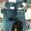 Jimmy Fish - @JimmyTehFish - Twitter