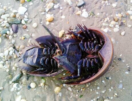 tellorast's profile picture. 