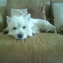 Lauren Jamison - @LaurenJ123 - Twitter