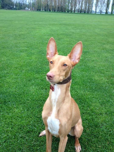 Fun loving, butterfly chasing Pharaoh hound.I'm 2 years old and live with my brother @mr_katodog