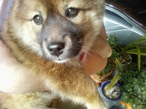 00alphard's profile picture. .