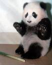 mypandalife's profile picture. 