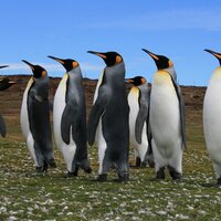 Gareth Goodwin (@bull_v) 's Twitter Profile