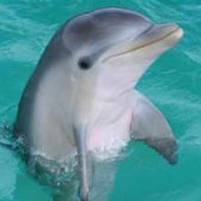 xilimbell's profile image