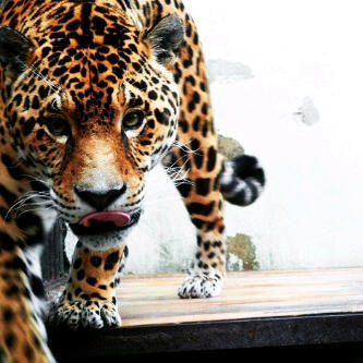 Al Dammam