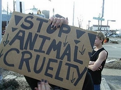 STOPthecrueltyy's profile picture. Molly's college campaign work. Help to stop animal cruelty !