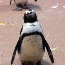 Pamela Mackenzie - @PamelaMackenzie - Twitter