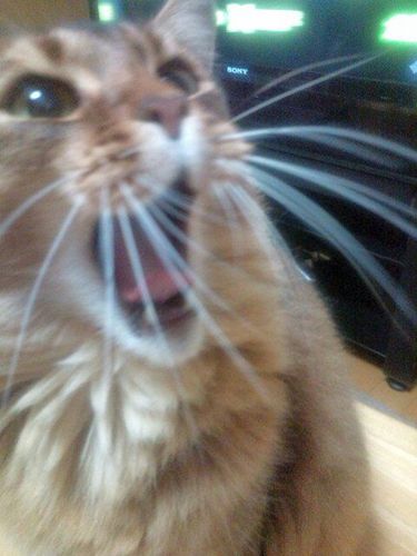 音・食・猫 https://t.co/vY8HsZymVQ  東京→茨城移住