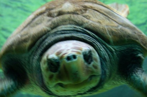 acoll123's profile picture. 