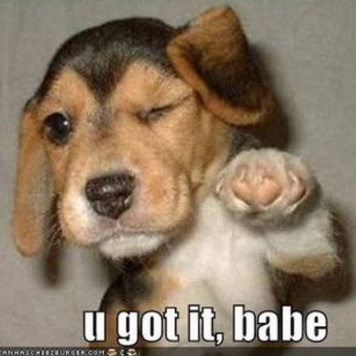 tookamoto's profile picture. ai am ay chinese car thief,who works in top wok,ai love spowts and ai am ay pro wokshotter #parody account #ifollowback