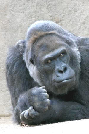 hrazaamom's profile picture. 