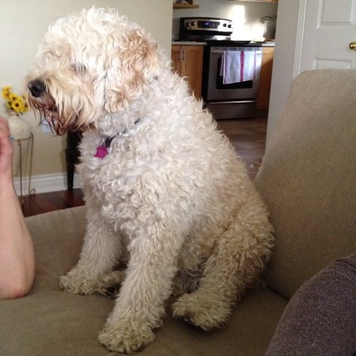 puppyguinness's profile picture. Born on July 31 and share the same birthday as Guinness hence the name. My owner is pretty lame, he has this idea about tweeting about my daily activities.