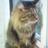 choko421's profile image