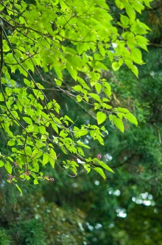 maruko54's profile picture. An ordinary housewife.